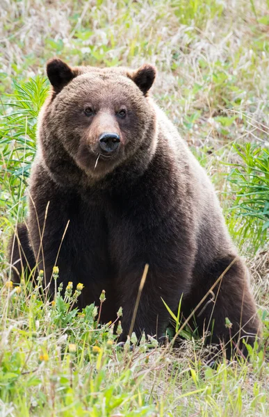 Oso Pardo Naturaleza Salvaje — Foto de Stock