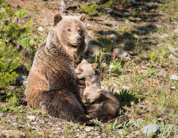 Grizzly Medvěd Mláďaty Divoké Přírodě — Stock fotografie