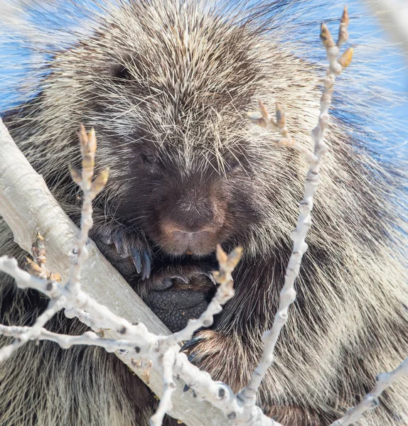 Porcs Épics Dans Habitat Naturel Sauvage — Photo