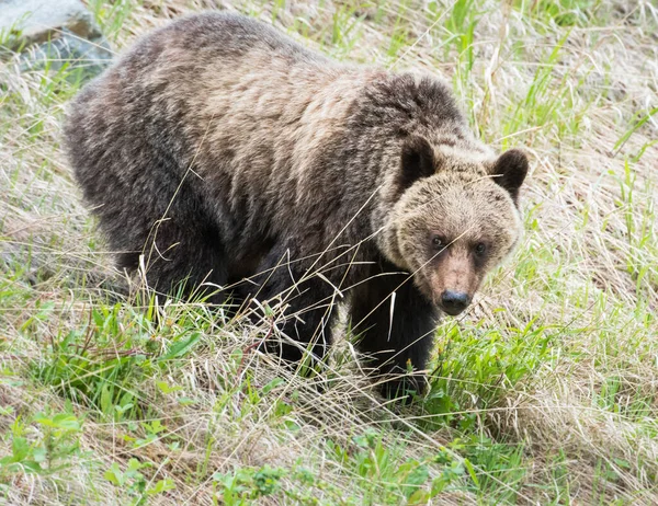 Grizzly Bear Wild Nature — Stock Photo, Image