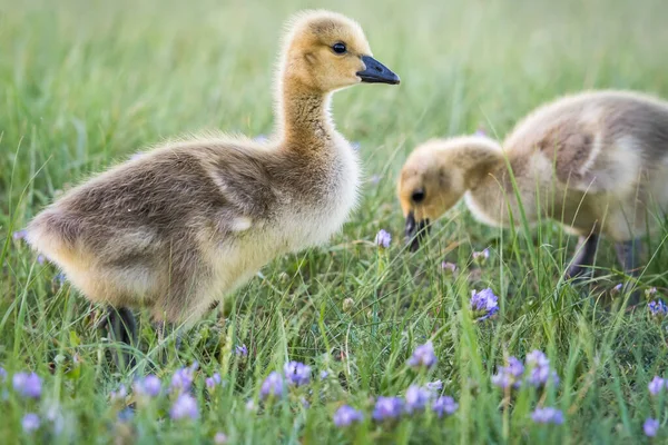 春にカナダのガチョウやオオカミ — ストック写真