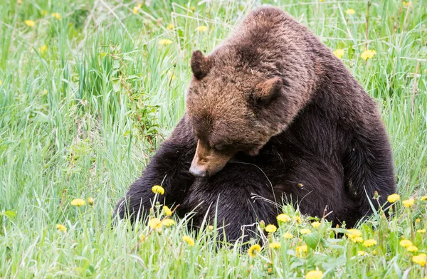 Grizzly Medvěd Divoké Přírodě — Stock fotografie