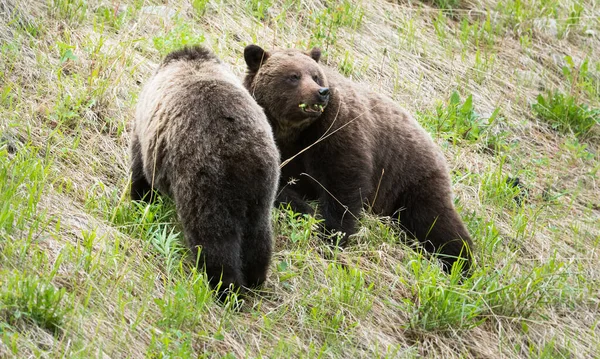 Grizzli Avec Des Oursons Dans Nature Sauvage — Photo
