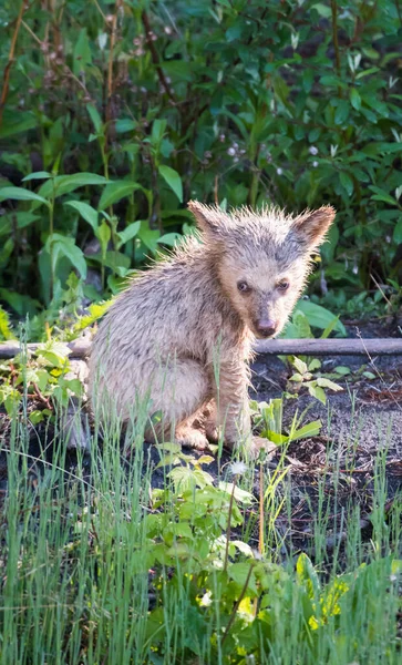 Louveteau Ours Noir Mignon Dans Habitat Naturel — Photo