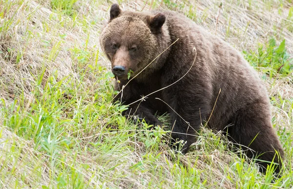 Grizzly Medvěd Divoké Přírodě — Stock fotografie