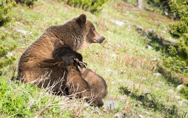 Grizzly Beer Met Welpen Wilde Natuur — Stockfoto