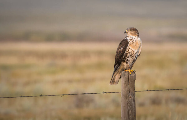beautiful falcon in natural habitat