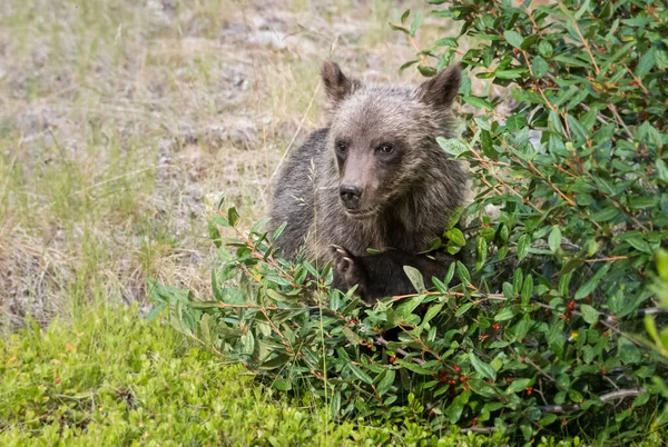 Urso Pardo Natureza Selvagem — Fotografia de Stock