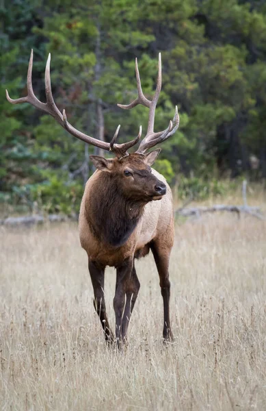 Wapiti Dans Habitat Naturel — Photo