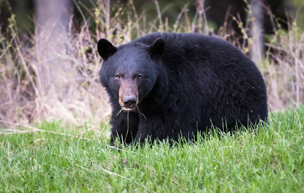 Черный Медведь Скальных Горах — стоковое фото