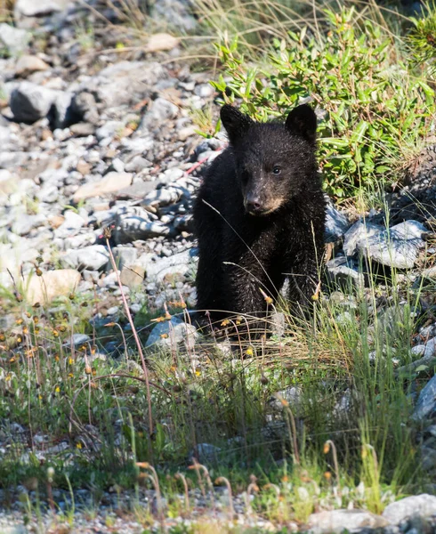 Μαύρη Αρκούδα Στα Βραχώδη Όρη — Φωτογραφία Αρχείου