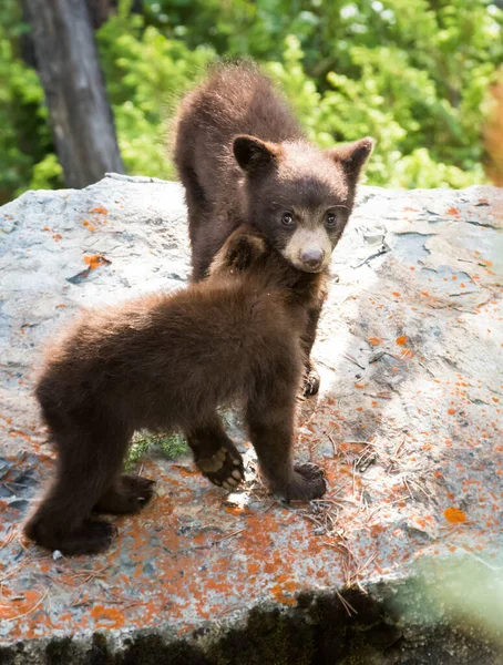 Leuke Zwarte Beer Welpen Natuurlijke Habitat — Stockfoto