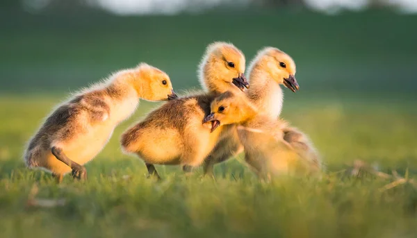 Gansos Canadá Goslings Primavera — Foto de Stock