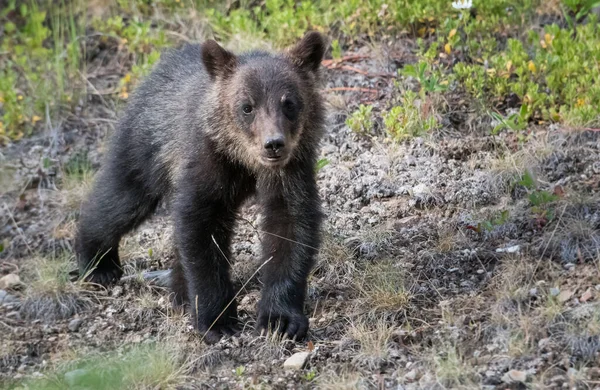 Grizzly Orso Nella Natura Selvaggia — Foto Stock