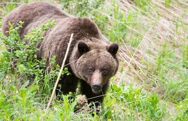 야생계의 회색곰 — 스톡 사진