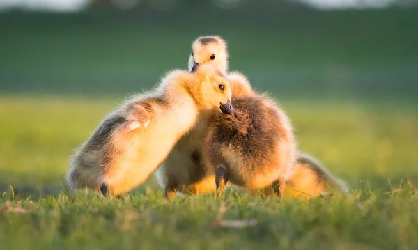 Kanadai Libák Goslings Tavasszal — Stock Fotó