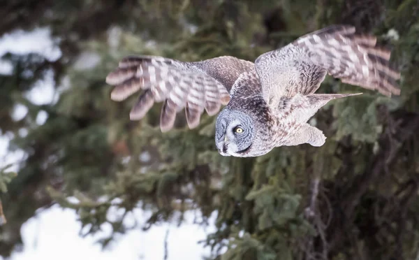 Beautiful Great Grey Owl — Stock Photo, Image