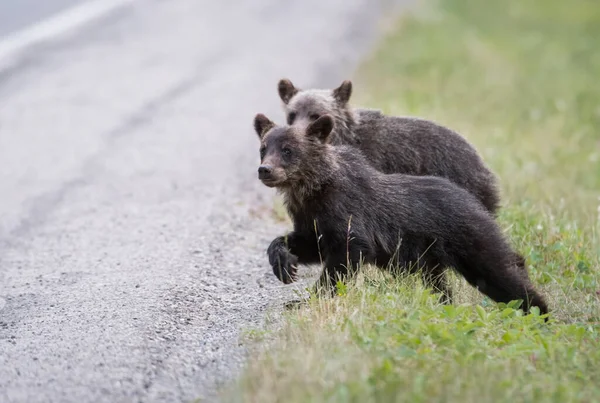 Grizzly Medve Kölykök Vad Természetben — Stock Fotó