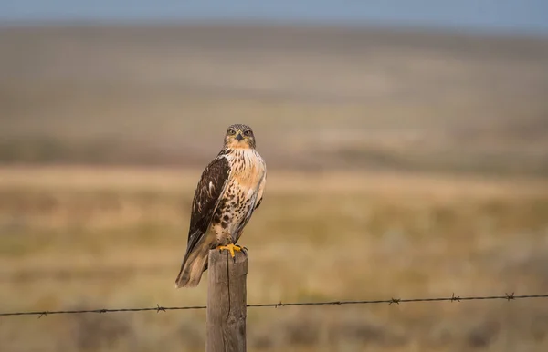 Beautiful Falcon Natural Habitat — Stock Photo, Image