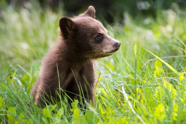 Louveteau Ours Noir Mignon Dans Habitat Naturel — Photo