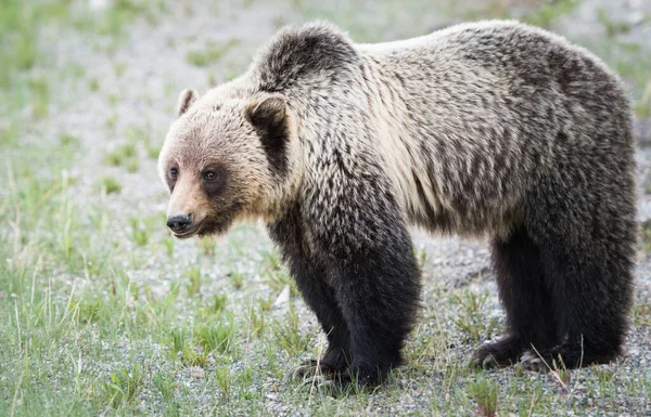 Grizzlybjörn Naturen — Stockfoto