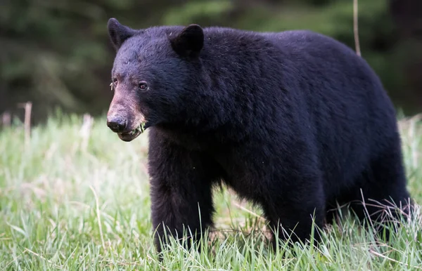 Orso Nero Sulle Montagne Rocciose — Foto Stock