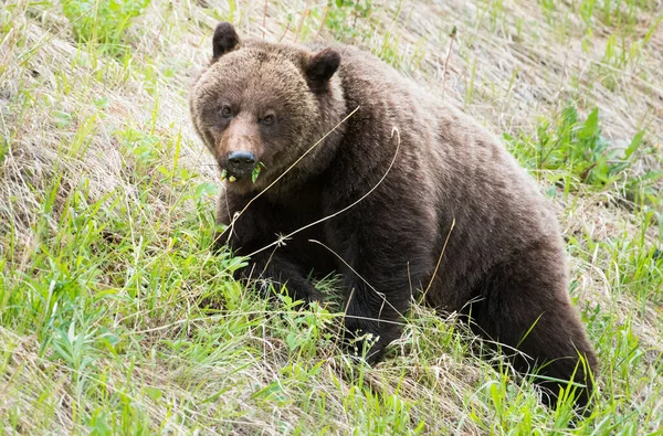 Grizzly Orso Nella Natura Selvaggia — Foto Stock