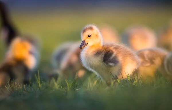 Kanadai Libák Goslings Tavasszal — Stock Fotó