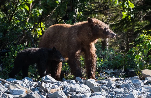 Black bear with cubs in natural habitat