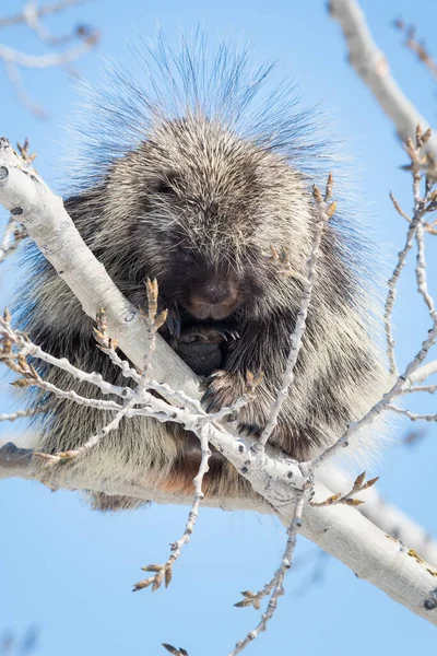 Porcs Épics Dans Habitat Naturel Sauvage — Photo