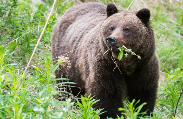 Grizzly Medvěd Divoké Přírodě — Stock fotografie