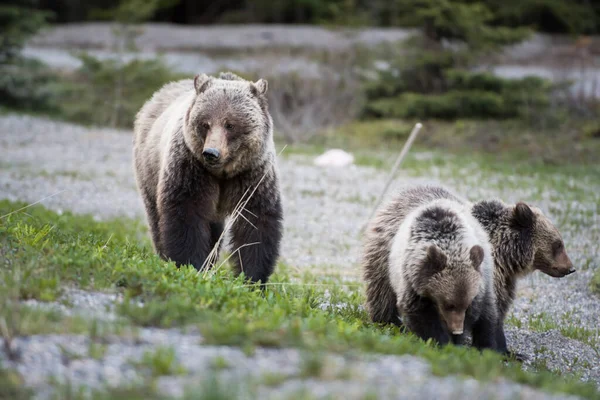 Grizzly Medvěd Mláďaty Divoké Přírodě — Stock fotografie