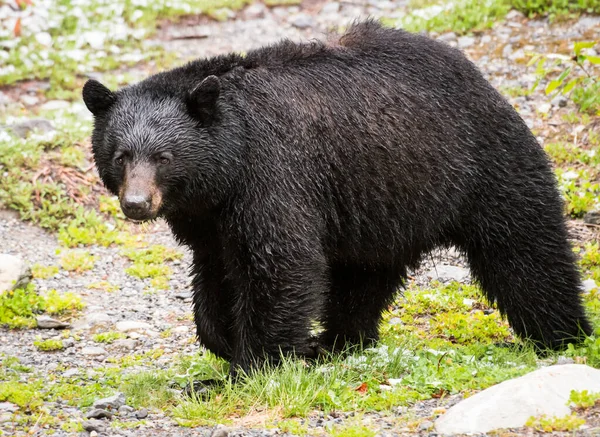 Urso Preto Nas Montanhas Rochosas — Fotografia de Stock