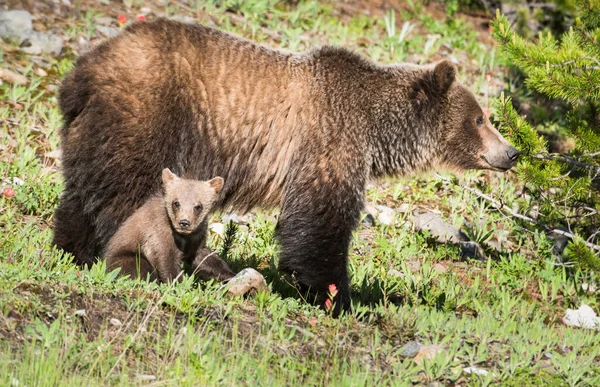 Grizzlybjörn Med Ungar Den Vilda Naturen — Stockfoto