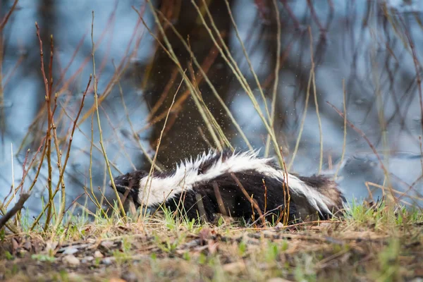 Skunks Środowisku Naturalnym — Zdjęcie stockowe