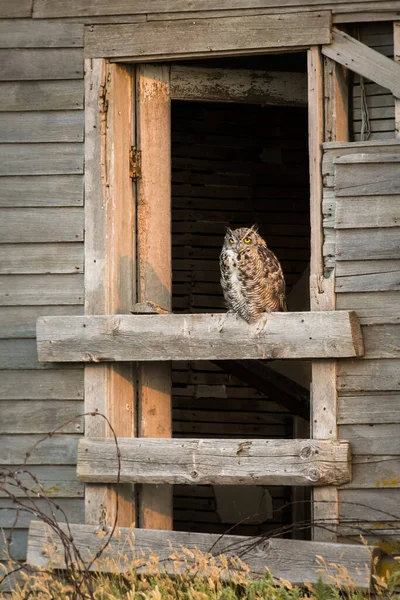 Great Horned Owl Bird — Stock Photo, Image