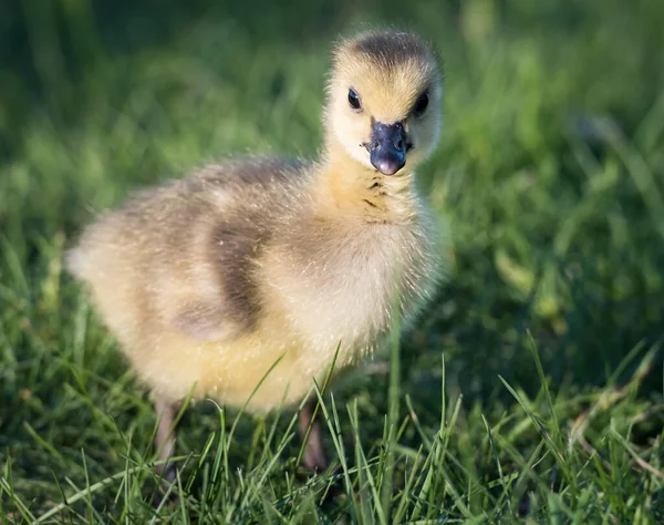 Canada Oche Ghiozzi Primavera — Foto Stock