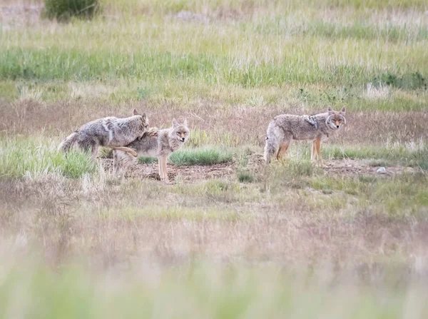 Cucciolo Coyote Natura Nella Sua Tana — Foto Stock