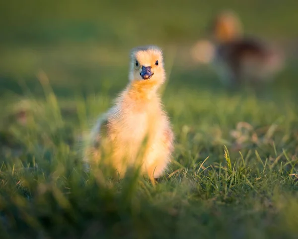 Canada Geese Goslings Spring — Stock Photo, Image