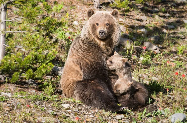Гризли Медведь Детенышами Дикой Природе — стоковое фото
