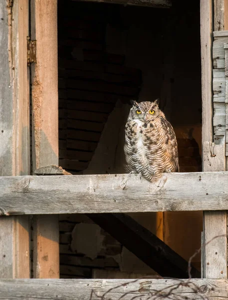 Great Horned Owl Bird — Stock Photo, Image