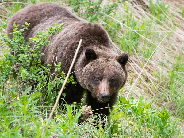 Grizzly Orso Nella Natura Selvaggia — Foto Stock
