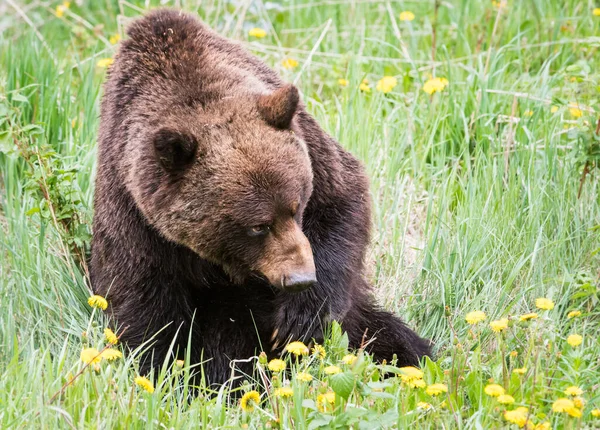 Grizzly Orso Nella Natura Selvaggia — Foto Stock