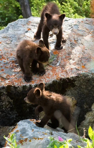 Aranyos Fekete Medve Kölykök Természetes Élőhelyen — Stock Fotó