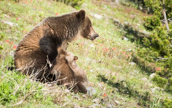 Grizzli Avec Des Oursons Dans Nature Sauvage — Photo