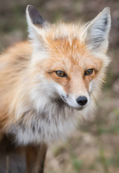 Red Fox Wild Nature — Stock Photo, Image