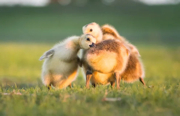 Canada Geese Goslings Spring — Stock Photo, Image