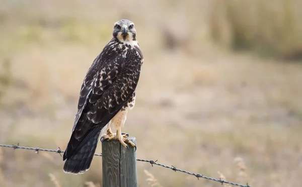 Schöner Falke Natürlichem Lebensraum — Stockfoto