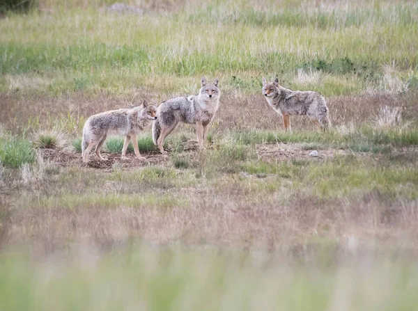 Coyote Valp Det Vilda Sin Håla — Stockfoto