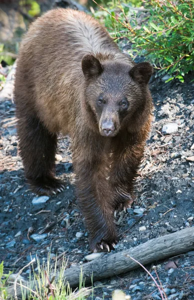 ロッキー山脈の黒いクマ — ストック写真